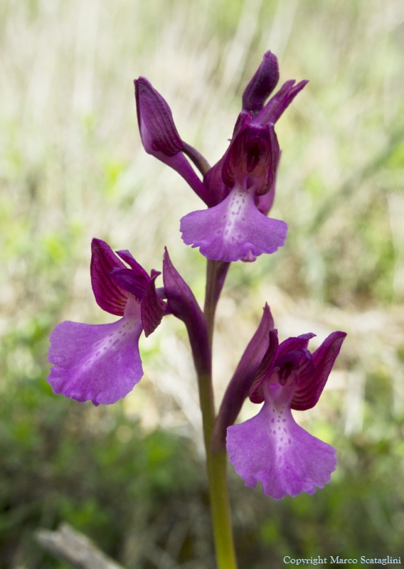 Ibrido papilionacea x morio e altra specie
